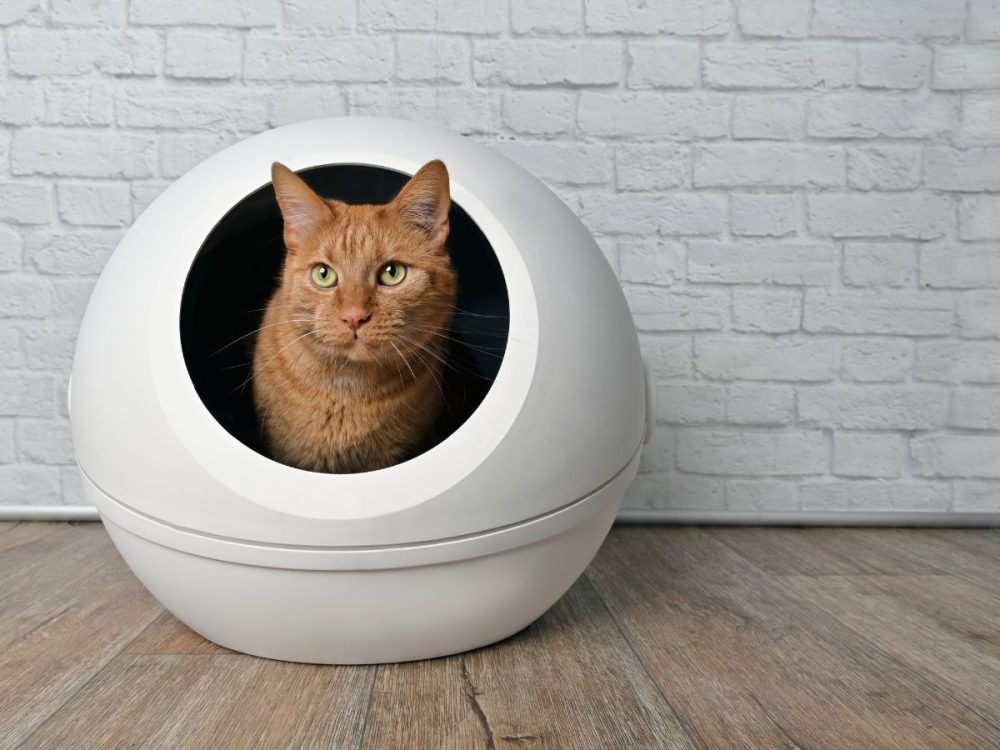self-cleaning cat litter box