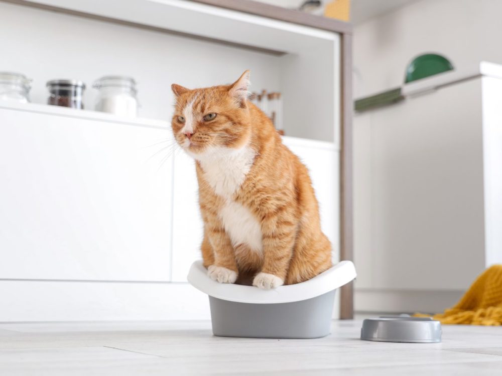 cat litter boxes